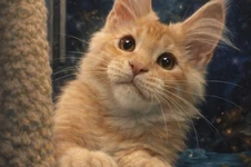 Котенок мейн-кун Paganini StarPaws, окрас ds 25, помет P, 22.04.2021