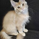 Котенок мейн-кун Paganini StarPaws, окрас ds 25, помет P, 22.04.2021