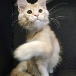 Котенок мейн-кун Paganini StarPaws, окрас ds 25, помет P, 22.04.2021