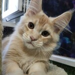 Котенок мейн-кун Paganini StarPaws, окрас ds 25, помет P, 22.04.2021