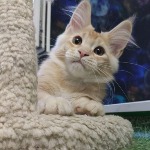 Котенок мейн-кун Paganini StarPaws, окрас ds 25, помет P, 22.04.2021