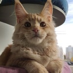Котенок мейн-кун Paganini StarPaws, окрас ds 25, помет P, 22.04.2021