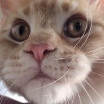 Котенок мейн-кун Paganini StarPaws, окрас ds 25, помет P, 22.04.2021