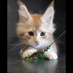 Видео 1 Paganini