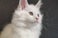 Котенок мейн-кун Paradox StarPaws, окрас es 25, помет P, 22.04.2021