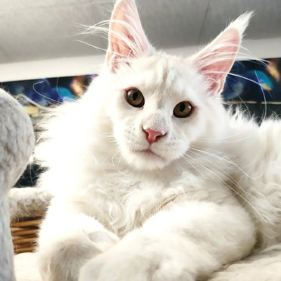 Котенок мейн-кун Paradox StarPaws, окрас es 25, помет P, 22.04.2021