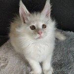 Котенок мейн-кун Paradox StarPaws, окрас es 25, помет P, 22.04.2021