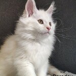 Котенок мейн-кун Paradox StarPaws, окрас es 25, помет P, 22.04.2021