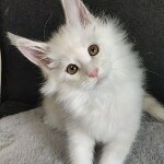 Котенок мейн-кун Paradox StarPaws, окрас es 25, помет P, 22.04.2021