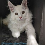Котенок мейн-кун Paradox StarPaws, окрас es 25, помет P, 22.04.2021