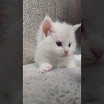Видео 1 Paradox