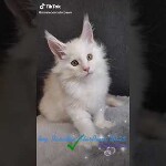 Видео 2 Paradox