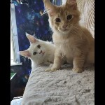 Видео 3 Paradox