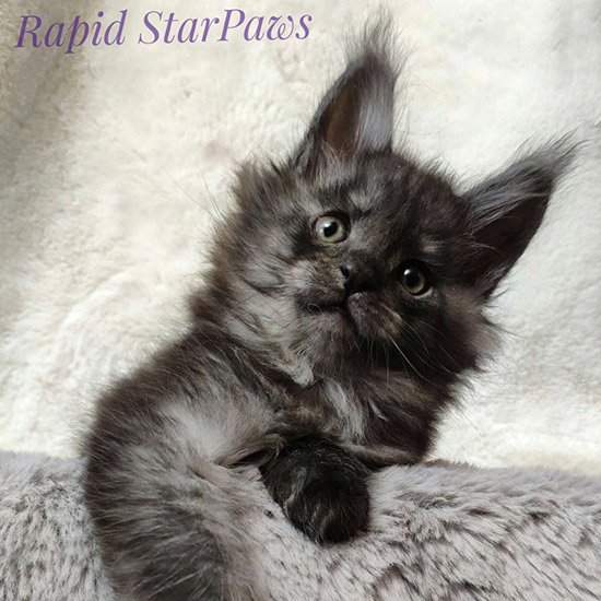 Котенок мейн-кун Rapid StarPaws, окрас ns, помет R, 09.10.2021