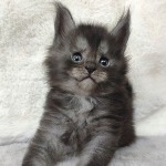 Котенок мейн-кун Rapid StarPaws, окрас ns, помет R, 09.10.2021