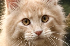 Котенок мейн-кун Rapunzel StarPaws, окрас es 25, помет R, 09.10.2021