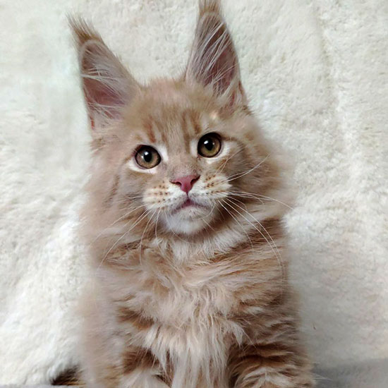 Котенок мейн-кун Rapunzel StarPaws, окрас es 25, помет R, 09.10.2021