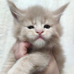 Котенок мейн-кун Rapunzel StarPaws, окрас es 25, помет R, 09.10.2021