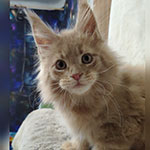 Котенок мейн-кун Rapunzel StarPaws, окрас es 25, помет R, 09.10.2021
