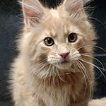 Котенок мейн-кун Rapunzel StarPaws, окрас es 25, помет R, 09.10.2021