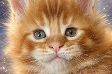 Котенок мейн-кун Roy StarPaws, окрас ds 25, помет R, 09.10.2021