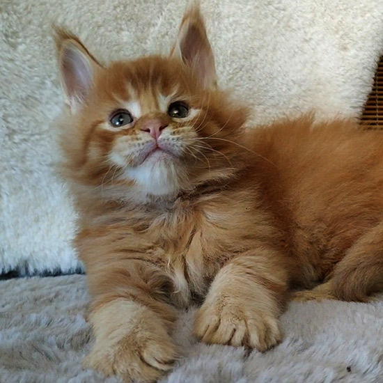 Котенок мейн-кун Roy StarPaws, окрас ds 25, помет R, 09.10.2021