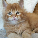 Котенок мейн-кун Roy StarPaws, окрас ds 25, помет R, 09.10.2021