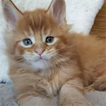 Видео 1 Roy
