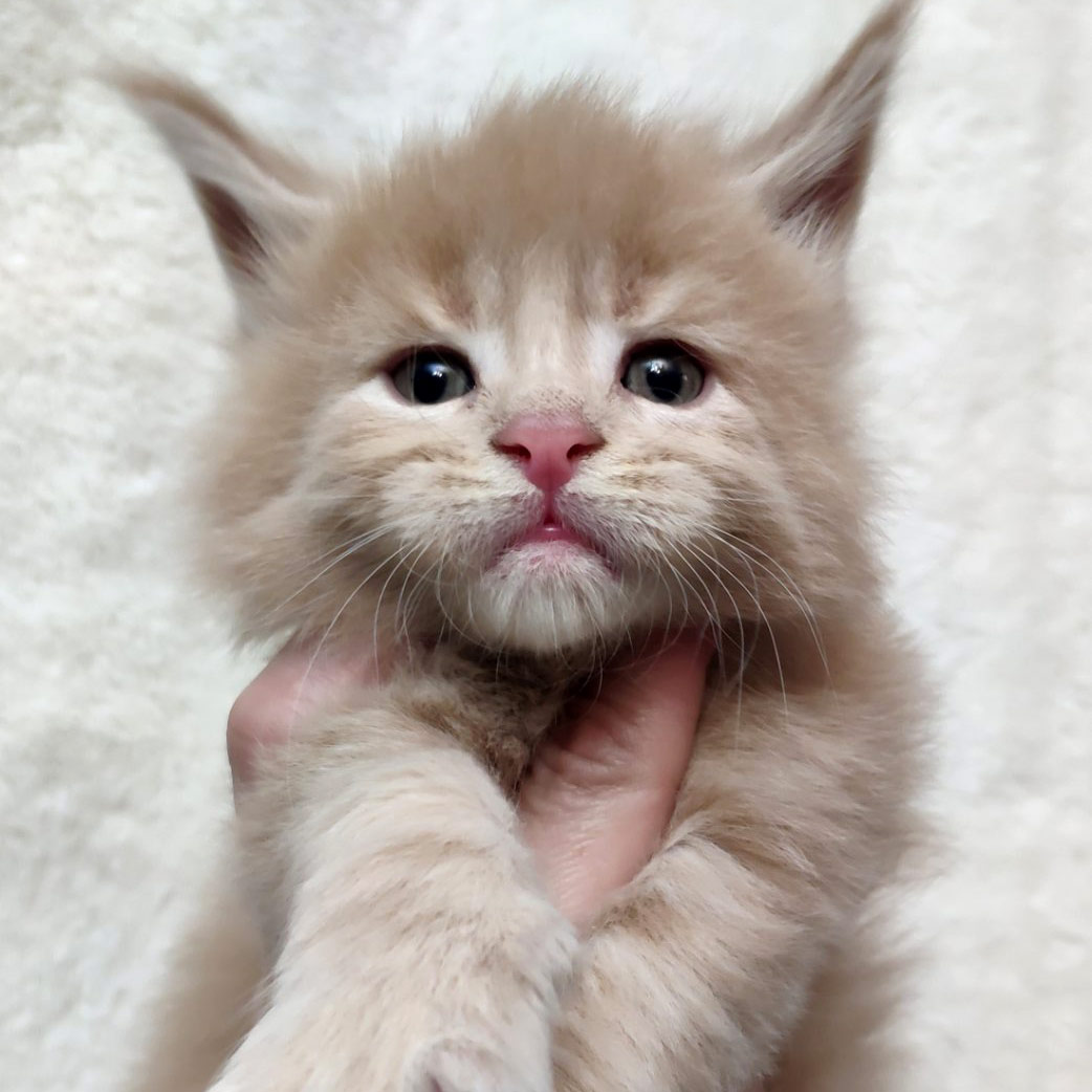 Котенок мейн-кун Rumba StarPaws, окрас es 25, помет R, 09.10.2021