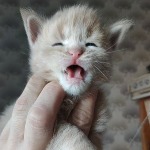 Котенок мейн-кун Rumba StarPaws, окрас es 25, помет R, 09.10.2021