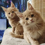 Котята мейн-кун StarPaws, помет R, 09.10.2021