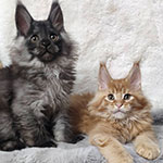 Котята мейн-кун StarPaws, помет R, 09.10.2021