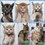Котята мейн-кун StarPaws, помет R, 09.10.2021
