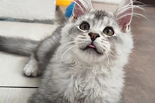 Котенок мейн-кун Raides StarPaws, окрас ns 22, помет R1, 15.06.2025