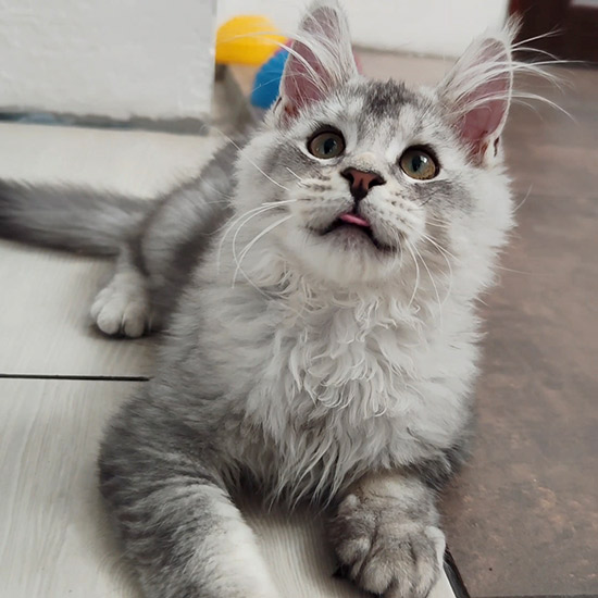Котенок мейн-кун Raides StarPaws, окрас ns 22, помет R1, 15.06.2025