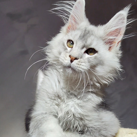 Котенок мейн-кун Ramir StarPaws, окрас ns 25, помет R1, 15.06.2025