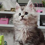 Котенок мейн-кун Ramir StarPaws, окрас ns 25, помет R1, 15.06.2025