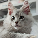 Котенок мейн-кун Ramir StarPaws, окрас ns 25, помет R1, 15.06.2025