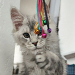Котенок мейн-кун Ramir StarPaws, окрас ns 25, помет R1, 15.06.2025