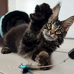 Котенок мейн-кун Rapid StarPaws, окрас n 22, помет R1, 15.06.2025