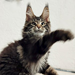 Котенок мейн-кун Rapid StarPaws, окрас n 22, помет R1, 15.06.2025