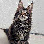 Котенок мейн-кун Rapid StarPaws, окрас n 22, помет R1, 15.06.2025