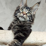 Котенок мейн-кун Rapid StarPaws, окрас n 22, помет R1, 15.06.2025