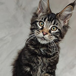 Котенок мейн-кун Rapid StarPaws, окрас n 22, помет R1, 15.06.2025