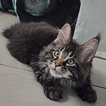 Котенок мейн-кун Rapid StarPaws, окрас n 22, помет R1, 15.06.2025