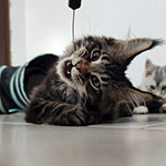 Котенок мейн-кун Rapid StarPaws, окрас n 22, помет R1, 15.06.2025