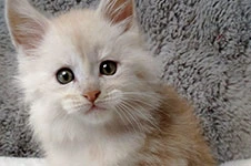 Котенок мейн-кун Taifun StarPaws, окрас ds, помет T, 03.11.2021