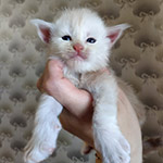 Котенок мейн-кун Taifun StarPaws, окрас ds, помет T, 03.11.2021