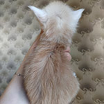 Котенок мейн-кун Taifun StarPaws, окрас ds, помет T, 03.11.2021