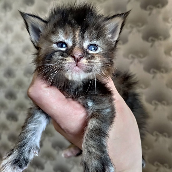 Котенок мейн-кун Taiga StarPaws, окрас fs 22, помет T, 03.11.2021